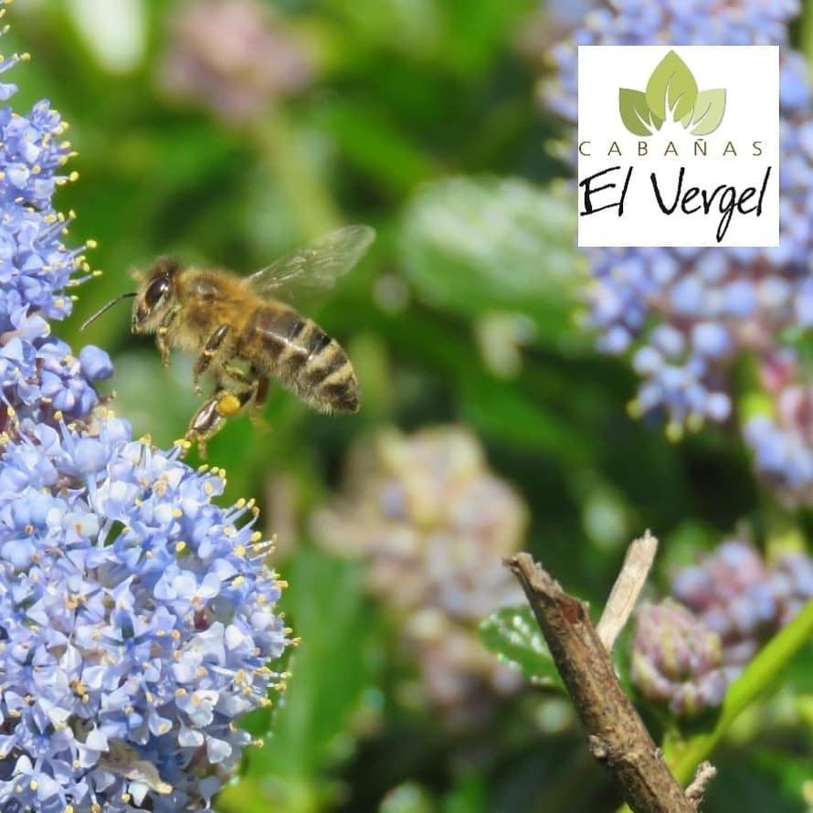 Lodge Homes El Vergel *